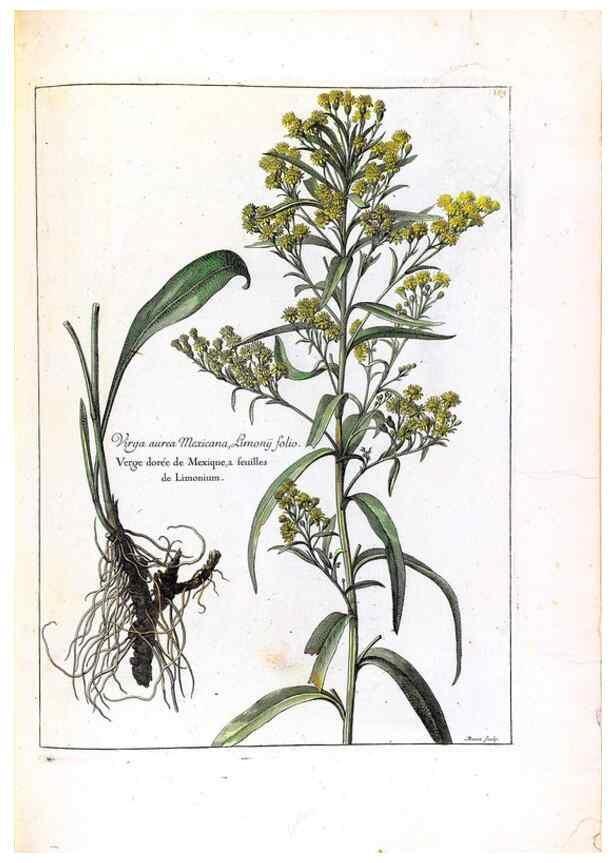 Reproducción/Reproduction 48584213361: [Recueil des plantes dessinées et gravées par ordre du roi Louis XIV].. Paris :Impr. royale,1786. 