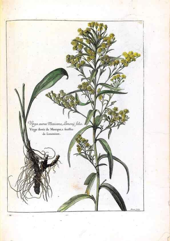 Reproducción/Reproduction 48584213361: [Recueil des plantes dessinées et gravées par ordre du roi Louis XIV].. Paris :Impr. royale,1786. 