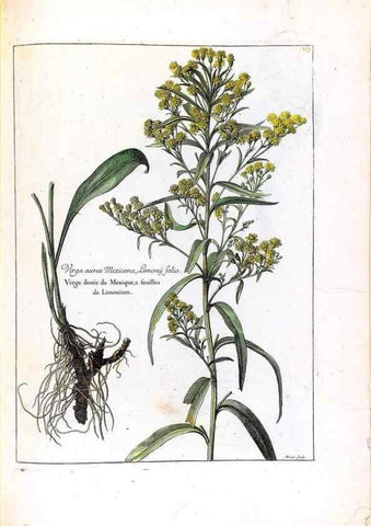 Reproducción/Reproduction 48584213361: [Recueil des plantes dessinées et gravées par ordre du roi Louis XIV].. Paris :Impr. royale,1786. 