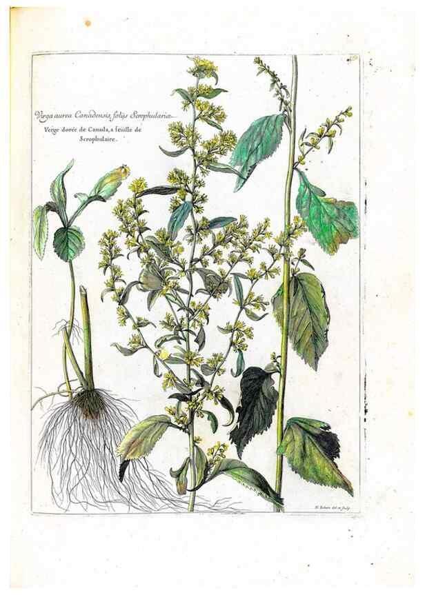 Reproducción/Reproduction 48584360997: [Recueil des plantes dessinées et gravées par ordre du roi Louis XIV].. Paris :Impr. royale,1786. 