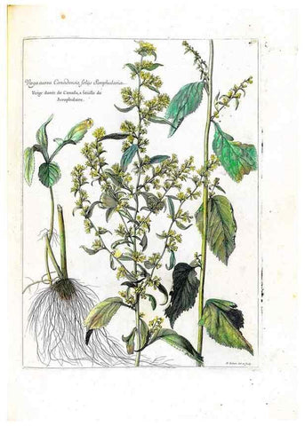 Reproducción/Reproduction 48584360997: [Recueil des plantes dessinées et gravées par ordre du roi Louis XIV].. Paris :Impr. royale,1786. 