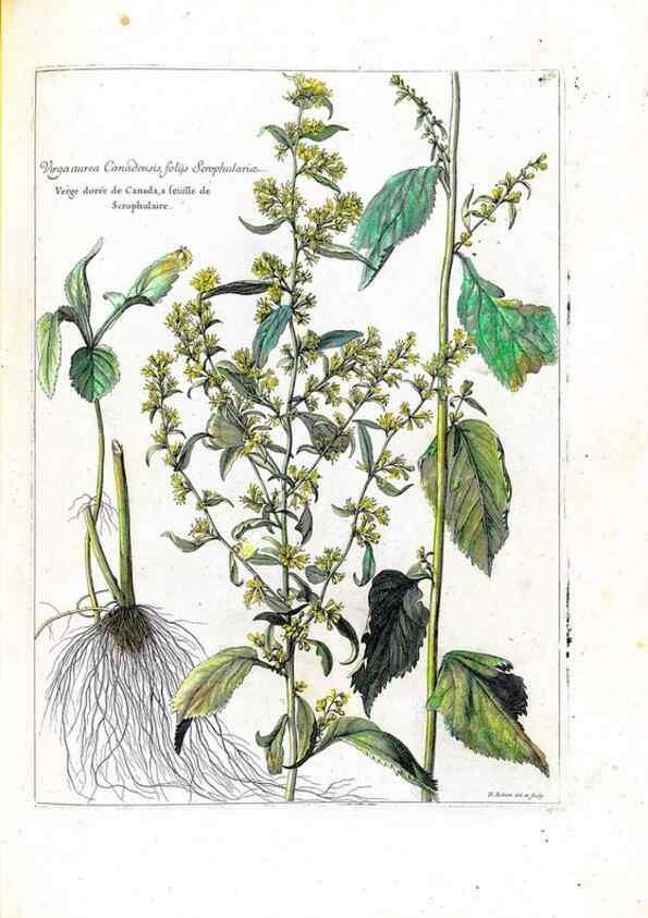 Reproducción/Reproduction 48584360997: [Recueil des plantes dessinées et gravées par ordre du roi Louis XIV].. Paris :Impr. royale,1786. 