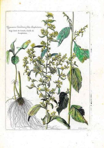 Reproducción/Reproduction 48584360997: [Recueil des plantes dessinées et gravées par ordre du roi Louis XIV].. Paris :Impr. royale,1786. 