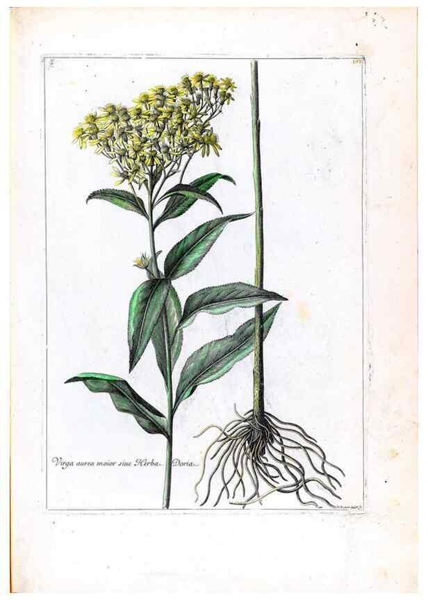 Reproducción/Reproduction 48584362102: [Recueil des plantes dessinées et gravées par ordre du roi Louis XIV].. Paris :Impr. royale,1786. 