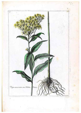 Reproducción/Reproduction 48584362102: [Recueil des plantes dessinées et gravées par ordre du roi Louis XIV].. Paris :Impr. royale,1786. 
