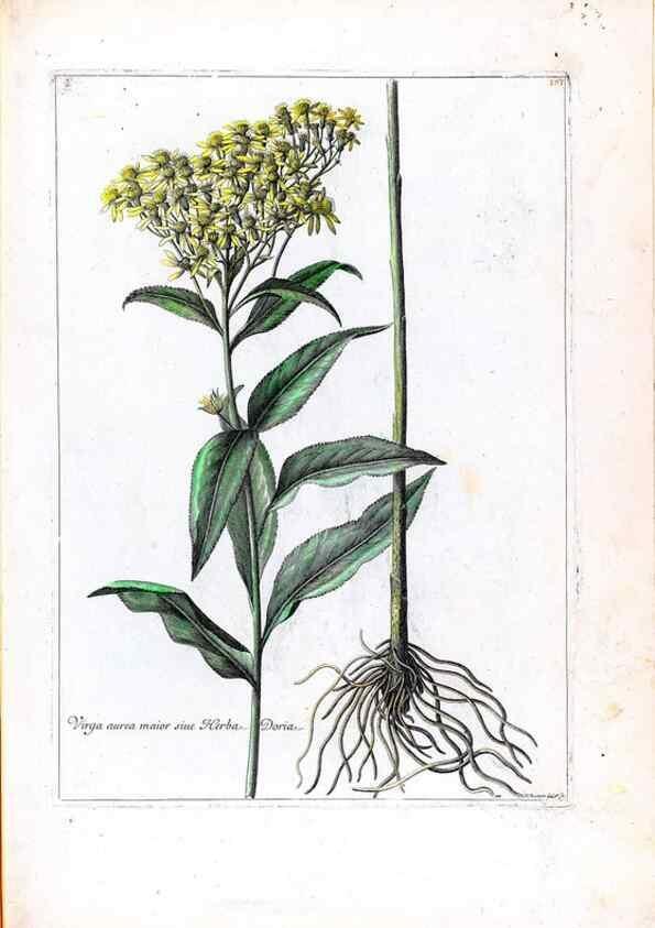 Reproducción/Reproduction 48584362102: [Recueil des plantes dessinées et gravées par ordre du roi Louis XIV].. Paris :Impr. royale,1786. 