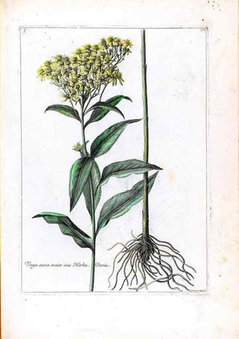 Reproducción/Reproduction 48584362102: [Recueil des plantes dessinées et gravées par ordre du roi Louis XIV].. Paris :Impr. royale,1786. 