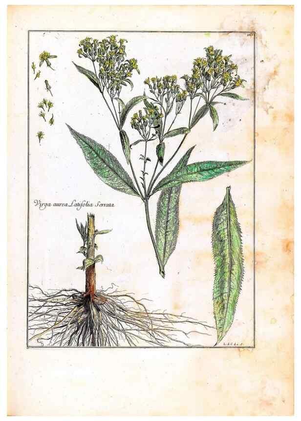 Reproducción/Reproduction 48584362712: [Recueil des plantes dessinées et gravées par ordre du roi Louis XIV].. Paris :Impr. royale,1786. 