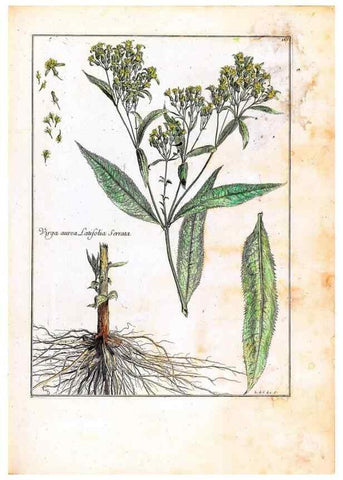 Reproducción/Reproduction 48584362712: [Recueil des plantes dessinées et gravées par ordre du roi Louis XIV].. Paris :Impr. royale,1786. 