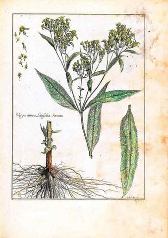 Reproducción/Reproduction 48584362712: [Recueil des plantes dessinées et gravées par ordre du roi Louis XIV].. Paris :Impr. royale,1786. 