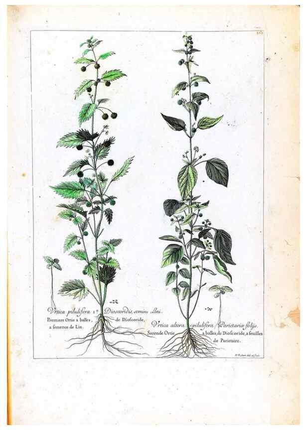 Reproducción/Reproduction 48584363337: [Recueil des plantes dessinées et gravées par ordre du roi Louis XIV].. Paris :Impr. royale,1786. 