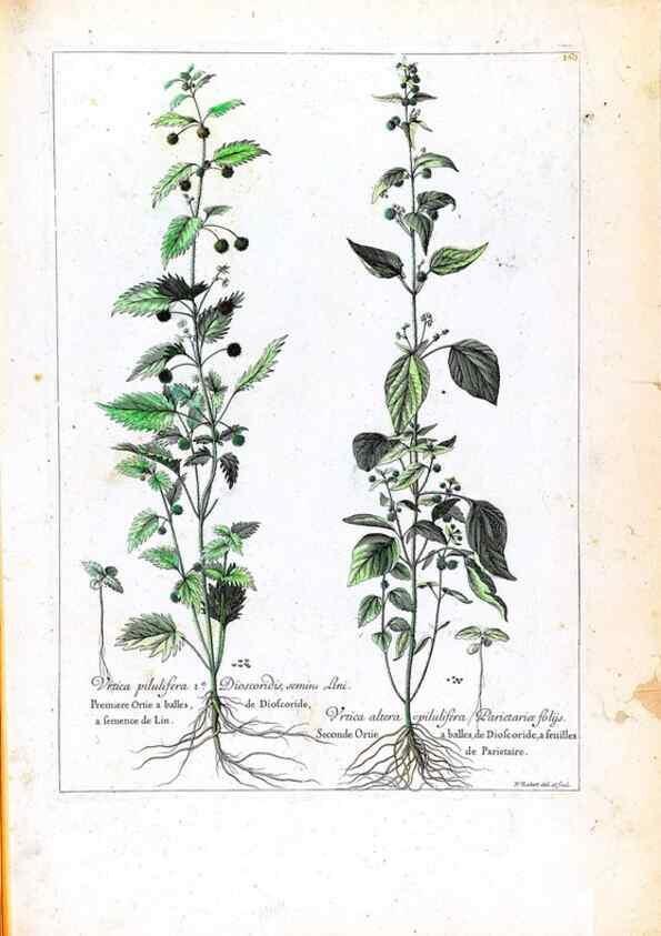Reproducción/Reproduction 48584363337: [Recueil des plantes dessinées et gravées par ordre du roi Louis XIV].. Paris :Impr. royale,1786. 