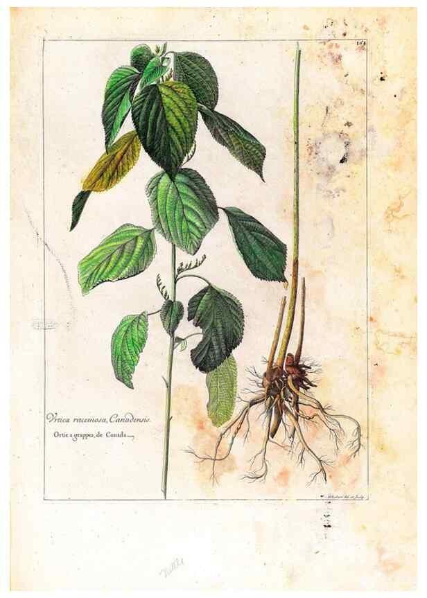 Reproducción/Reproduction 48584363892: [Recueil des plantes dessinées et gravées par ordre du roi Louis XIV].. Paris :Impr. royale,1786. 