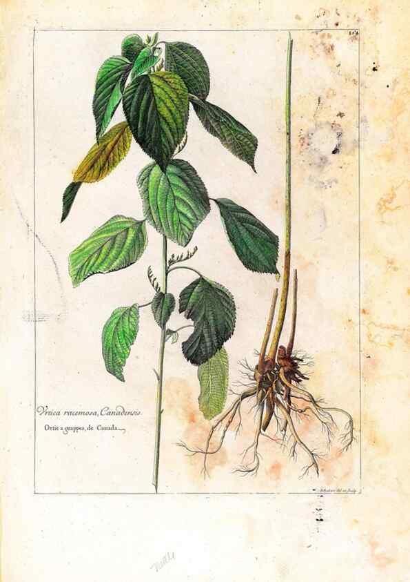 Reproducción/Reproduction 48584363892: [Recueil des plantes dessinées et gravées par ordre du roi Louis XIV].. Paris :Impr. royale,1786. 