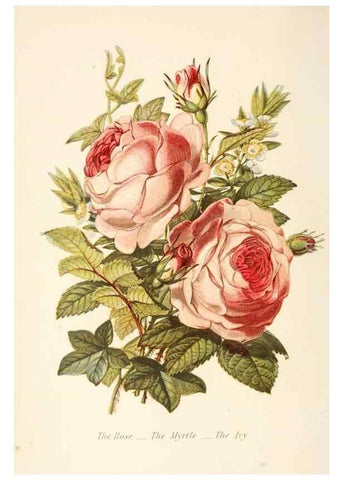 Reproducción/Reproduction 48591569101: The language of flowers, or, Floral emblems of thoughts, feelings, and sentiments /. London ;G. Routledge,1869.. 