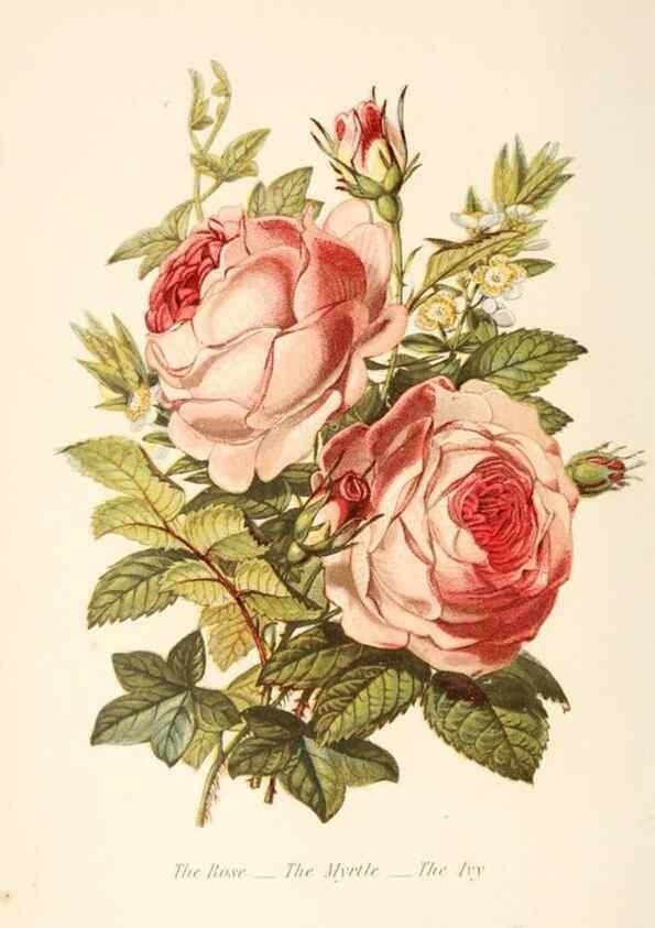 Reproducción/Reproduction 48591569101: The language of flowers, or, Floral emblems of thoughts, feelings, and sentiments /. London ;G. Routledge,1869.. 
