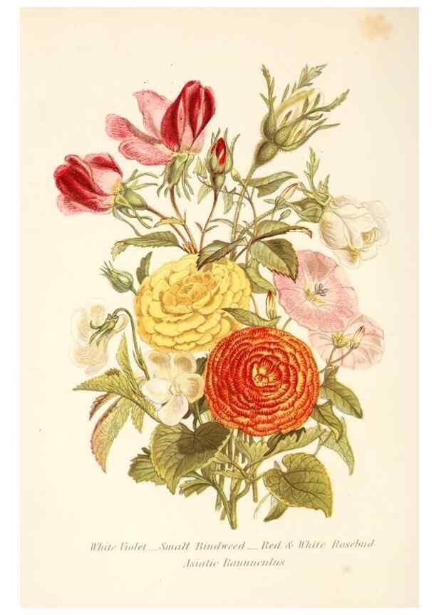 Reproducción/Reproduction 48591569381: The language of flowers, or, Floral emblems of thoughts, feelings, and sentiments /. London ;G. Routledge,1869.. 