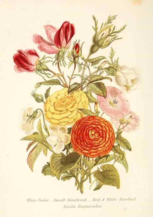 Reproducción/Reproduction 48591569381: The language of flowers, or, Floral emblems of thoughts, feelings, and sentiments /. London ;G. Routledge,1869.. 