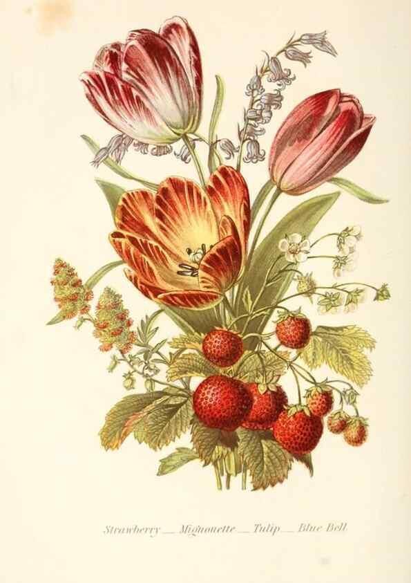 Reproducción/Reproduction 48591715412: The language of flowers, or, Floral emblems of thoughts, feelings, and sentiments /. London ;G. Routledge,1869.. 