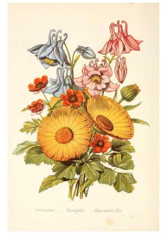 Reproducción/Reproduction 48591715637: The language of flowers, or, Floral emblems of thoughts, feelings, and sentiments /. London ;G. Routledge,1869.. 