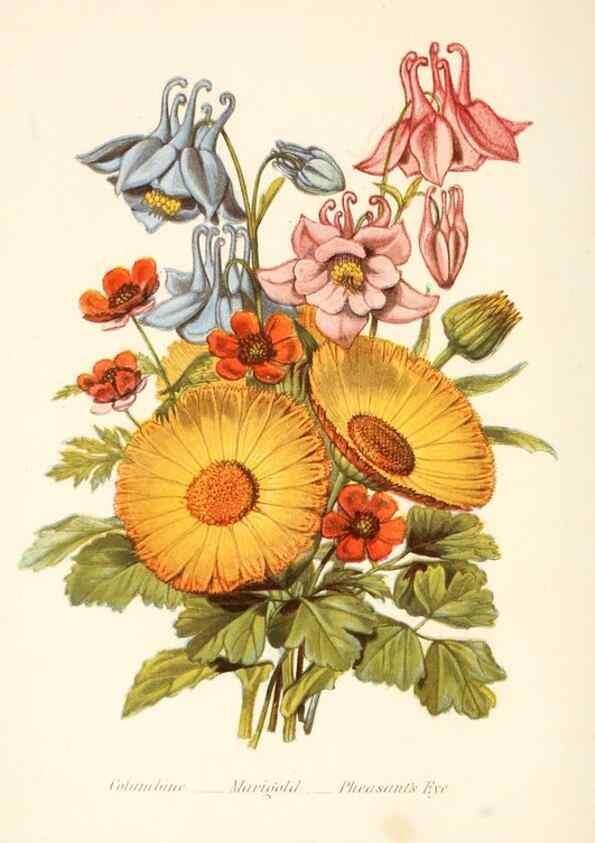 Reproducción/Reproduction 48591715637: The language of flowers, or, Floral emblems of thoughts, feelings, and sentiments /. London ;G. Routledge,1869.. 