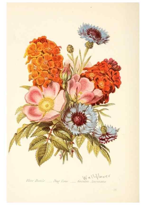 Reproducción/Reproduction 48591570286: The language of flowers, or, Floral emblems of thoughts, feelings, and sentiments /. London ;G. Routledge,1869.. 