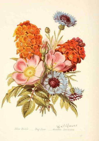 Reproducción/Reproduction 48591570286: The language of flowers, or, Floral emblems of thoughts, feelings, and sentiments /. London ;G. Routledge,1869.. 