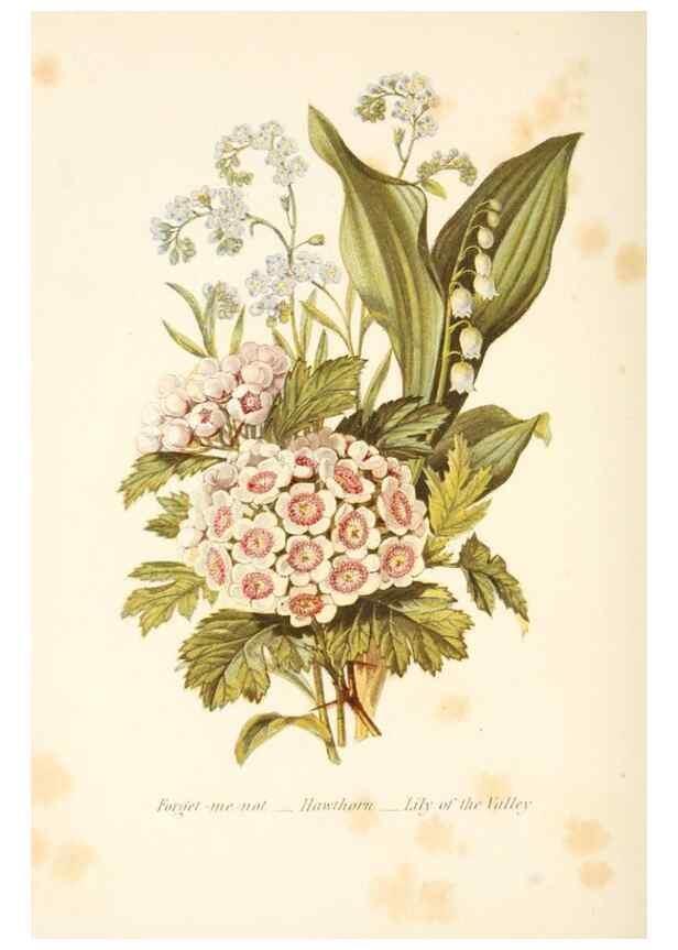 Reproducción/Reproduction 48591570711: The language of flowers, or, Floral emblems of thoughts, feelings, and sentiments /. London ;G. Routledge,1869.. 