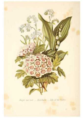 Reproducción/Reproduction 48591570711: The language of flowers, or, Floral emblems of thoughts, feelings, and sentiments /. London ;G. Routledge,1869.. 