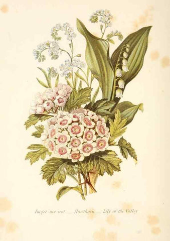 Reproducción/Reproduction 48591570711: The language of flowers, or, Floral emblems of thoughts, feelings, and sentiments /. London ;G. Routledge,1869.. 