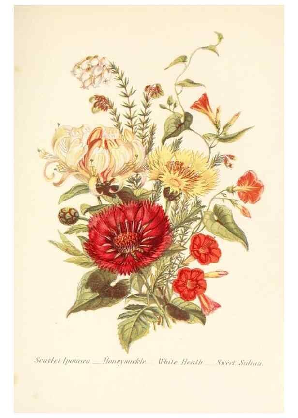 Reproducción/Reproduction 48591571121: The language of flowers, or, Floral emblems of thoughts, feelings, and sentiments /. London ;G. Routledge,1869.. 
