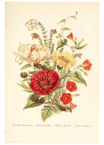 Reproducción/Reproduction 48591571121: The language of flowers, or, Floral emblems of thoughts, feelings, and sentiments /. London ;G. Routledge,1869.. 