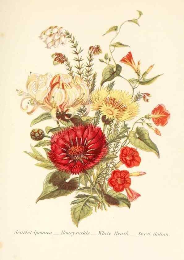 Reproducción/Reproduction 48591571121: The language of flowers, or, Floral emblems of thoughts, feelings, and sentiments /. London ;G. Routledge,1869.. 