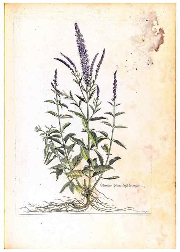 Reproducción/Reproduction 48584211651: [Recueil des plantes dessinées et gravées par ordre du roi Louis XIV].. Paris :Impr. royale,1786. 