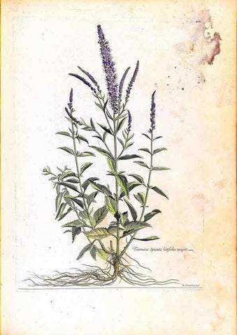 Reproducción/Reproduction 48584211651: [Recueil des plantes dessinées et gravées par ordre du roi Louis XIV].. Paris :Impr. royale,1786. 