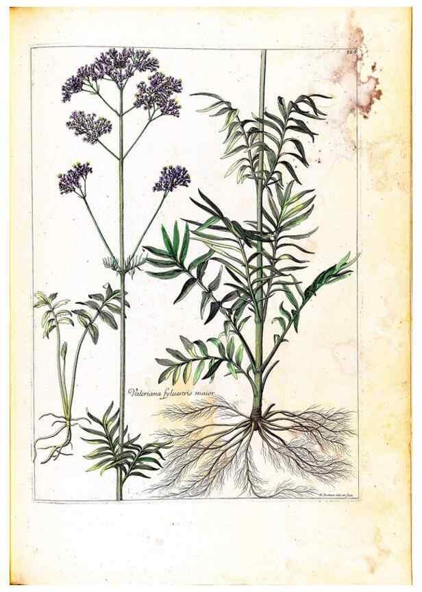 Reproducción/Reproduction 48584358487: [Recueil des plantes dessinées et gravées par ordre du roi Louis XIV].. Paris :Impr. royale,1786. 