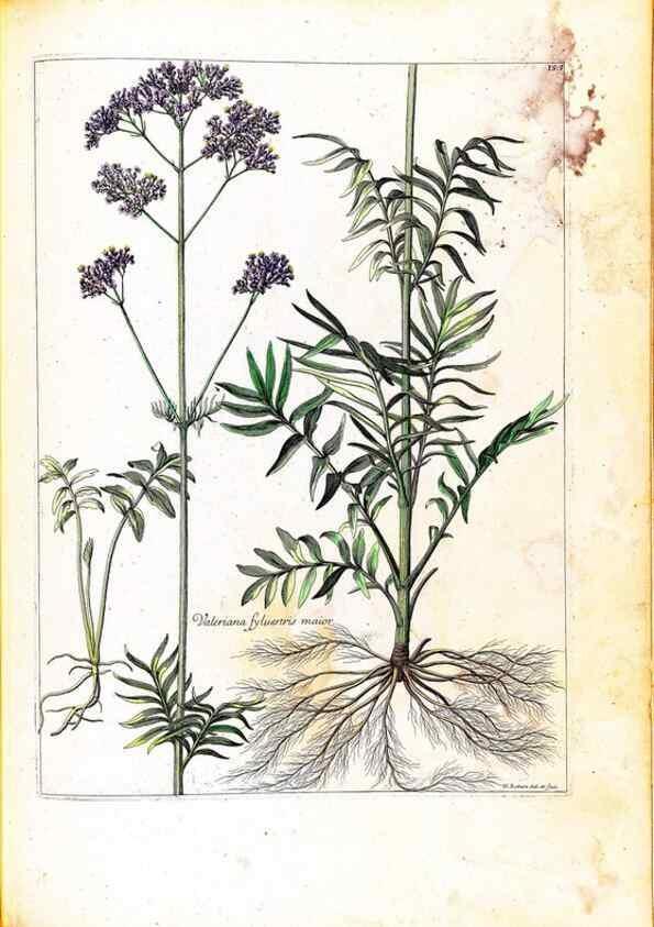 Reproducción/Reproduction 48584358487: [Recueil des plantes dessinées et gravées par ordre du roi Louis XIV].. Paris :Impr. royale,1786. 
