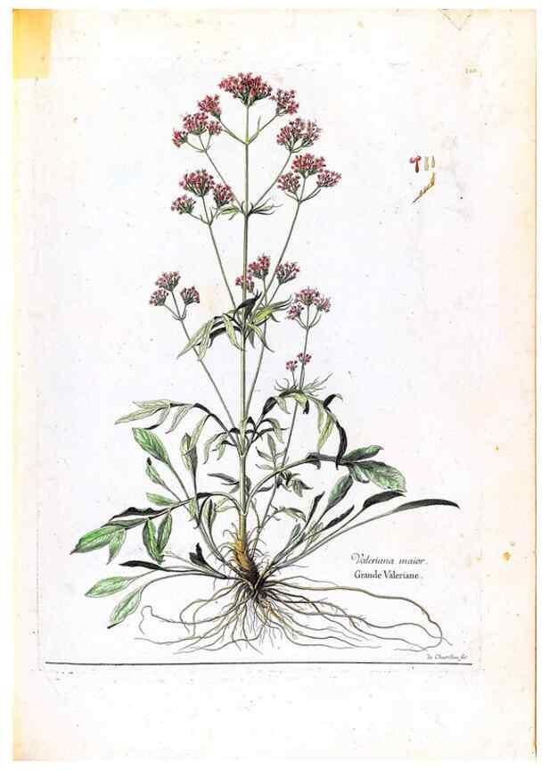 Reproducción/Reproduction 48584357897: [Recueil des plantes dessinées et gravées par ordre du roi Louis XIV].. Paris :Impr. royale,1786. 