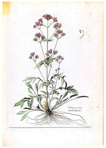 Reproducción/Reproduction 48584357897: [Recueil des plantes dessinées et gravées par ordre du roi Louis XIV].. Paris :Impr. royale,1786. 