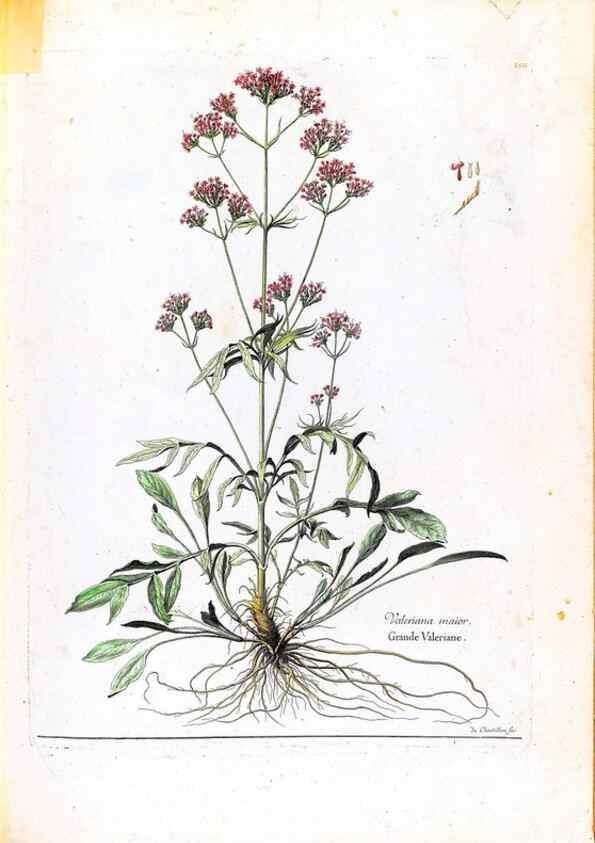 Reproducción/Reproduction 48584357897: [Recueil des plantes dessinées et gravées par ordre du roi Louis XIV].. Paris :Impr. royale,1786. 