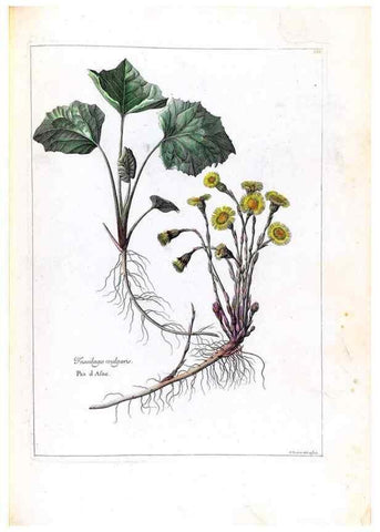 Reproducción/Reproduction 48584210361: [Recueil des plantes dessinées et gravées par ordre du roi Louis XIV].. Paris :Impr. royale,1786. 
