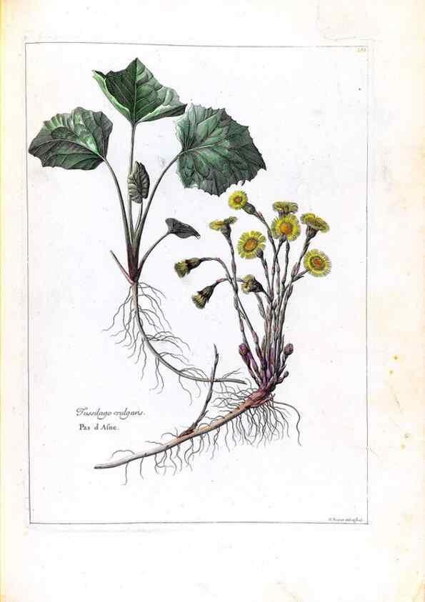 Reproducción/Reproduction 48584210361: [Recueil des plantes dessinées et gravées par ordre du roi Louis XIV].. Paris :Impr. royale,1786. 