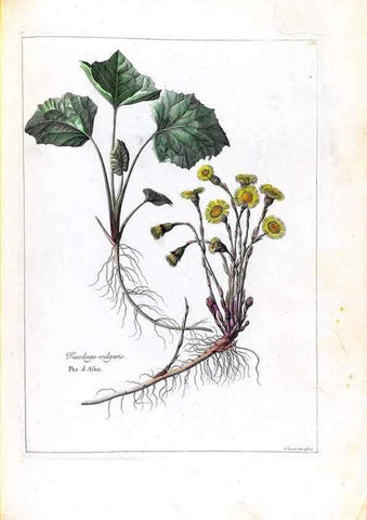 Reproducción/Reproduction 48584210361: [Recueil des plantes dessinées et gravées par ordre du roi Louis XIV].. Paris :Impr. royale,1786. 