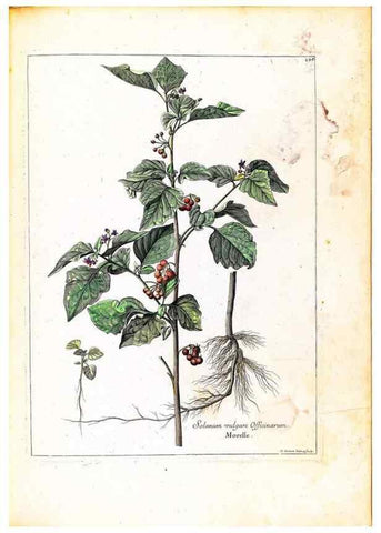 Reproducción/Reproduction 48584347387: [Recueil des plantes dessinées et gravées par ordre du roi Louis XIV].. Paris :Impr. royale,1786. 