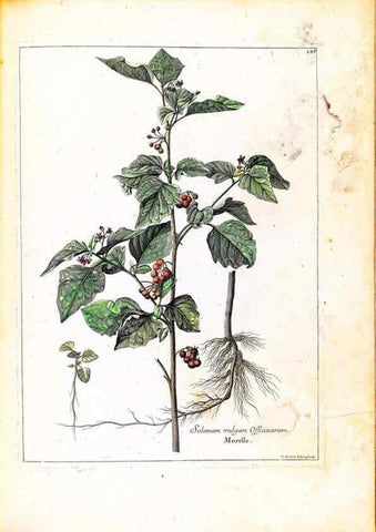 Reproducción/Reproduction 48584347387: [Recueil des plantes dessinées et gravées par ordre du roi Louis XIV].. Paris :Impr. royale,1786. 