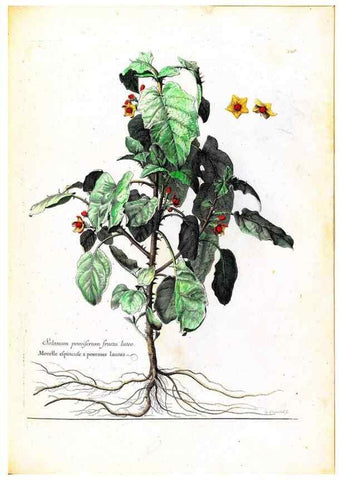 Reproducción/Reproduction 48584347932: [Recueil des plantes dessinées et gravées par ordre du roi Louis XIV].. Paris :Impr. royale,1786. 