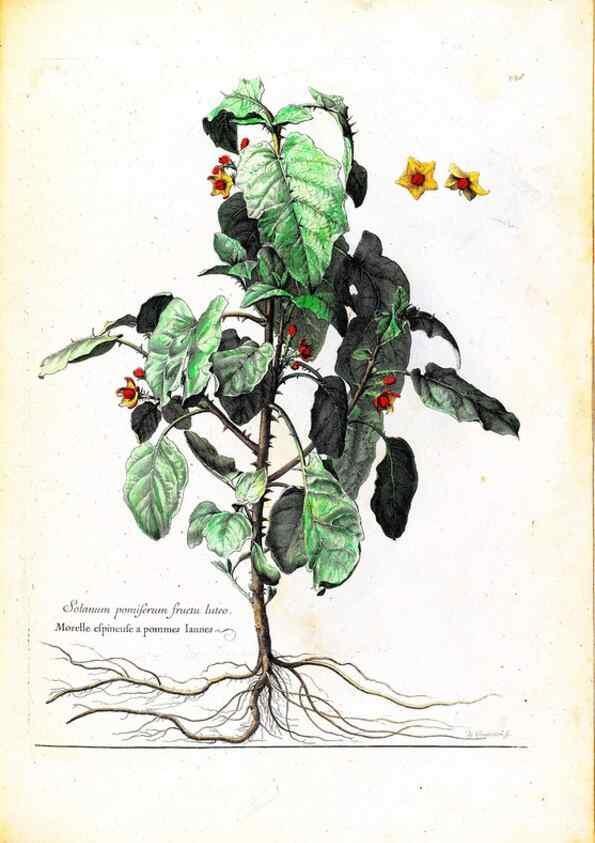 Reproducción/Reproduction 48584347932: [Recueil des plantes dessinées et gravées par ordre du roi Louis XIV].. Paris :Impr. royale,1786. 