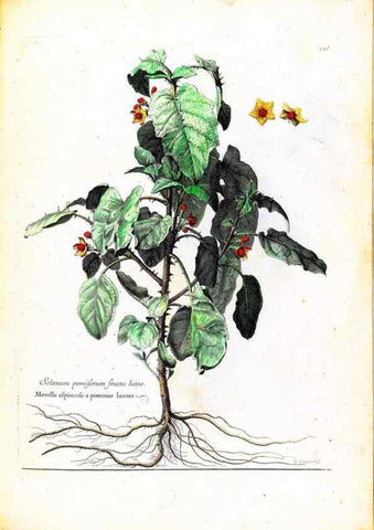 Reproducción/Reproduction 48584347932: [Recueil des plantes dessinées et gravées par ordre du roi Louis XIV].. Paris :Impr. royale,1786. 