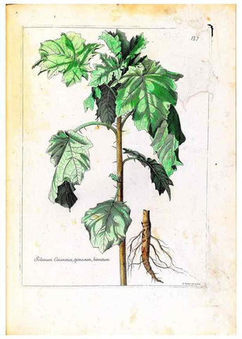 Reproducción/Reproduction 48584201341: [Recueil des plantes dessinées et gravées par ordre du roi Louis XIV].. Paris :Impr. royale,1786. 