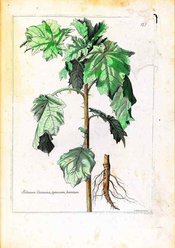 Reproducción/Reproduction 48584201341: [Recueil des plantes dessinées et gravées par ordre du roi Louis XIV].. Paris :Impr. royale,1786. 